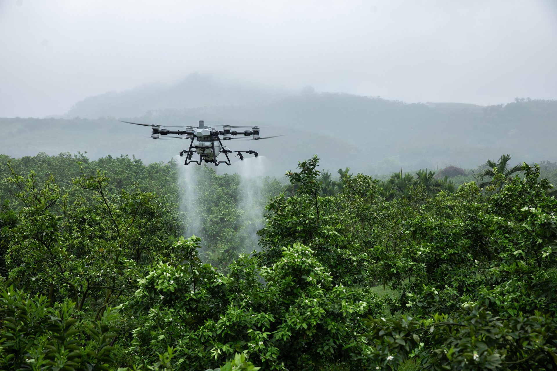 DJI Agras T100 pulverizando frutales